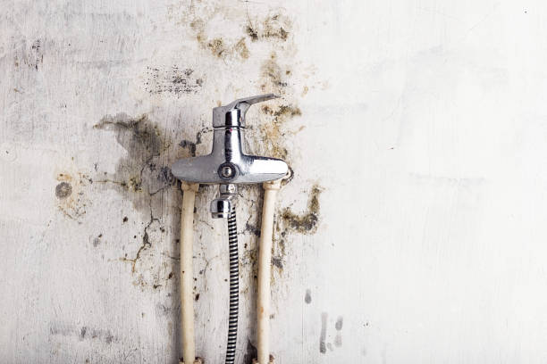 Best Mold Testing  in , MS