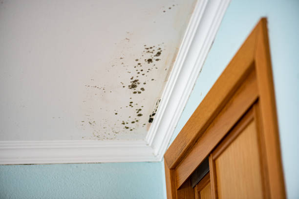 Best Commercial Mold Removal  in , MS