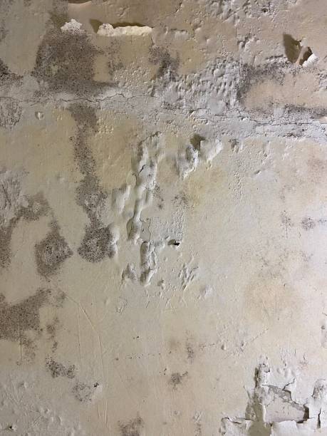 Best Attic Mold Removal  in , MS