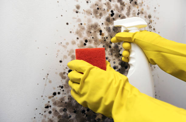 Best Toxic Mold Removal  in , MS