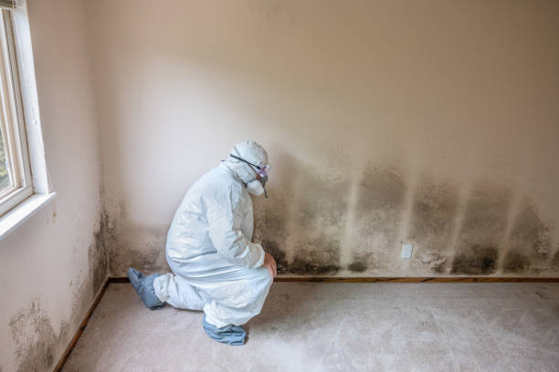Best Black Mold Removal  in , MS