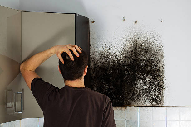 Best Affordable Mold Removal  in , MS